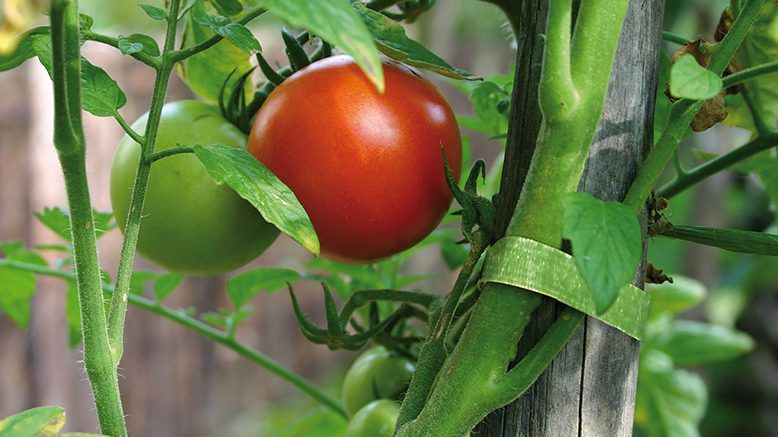 VELCRO® Brand Solutions for Gardening